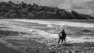 Horse1