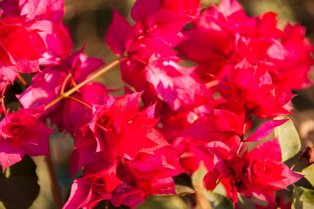 Gros plan sur des bractées de bougainvillier rose vif en pleine lumière