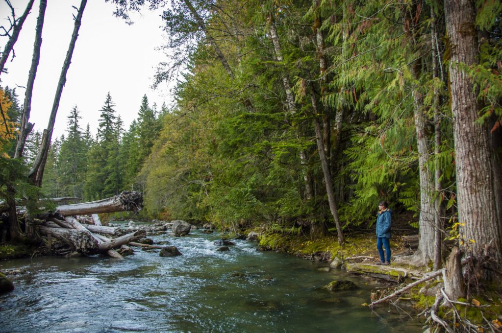 Rivière claire traversant une forêt de conifères, troncs échoués et silhouette sur la berge