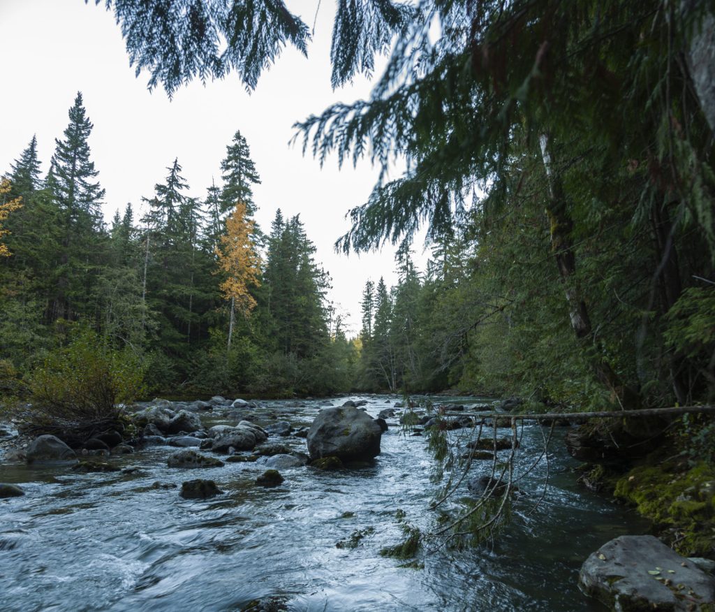 Torrent rocailleux serpentant sous une voûte de sapins et d'épicéas