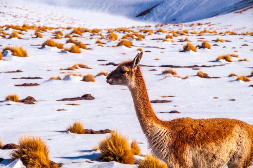 Guanaco de profil sur un altiplano enneigé parsemé de touffes d'herbe dorée