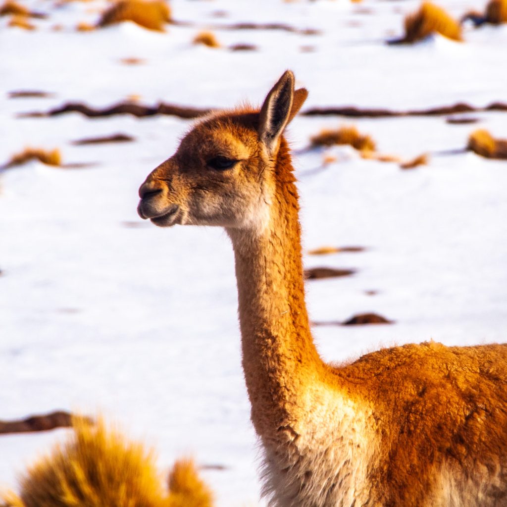 Portrait rapproché d'un guanaco au pelage roux dans la lumière rasante, neige en arrière-plan