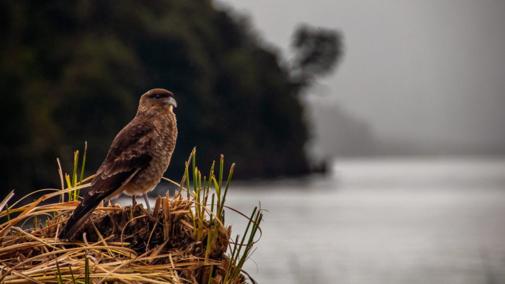Rapace brun perché sur une touffe d'herbes sèches devant un lac noyé de brume