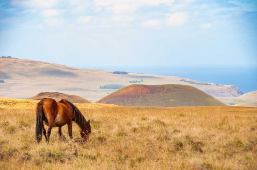 Cheval broutant dans une prairie dorée face à des cônes volcaniques et à l'océan