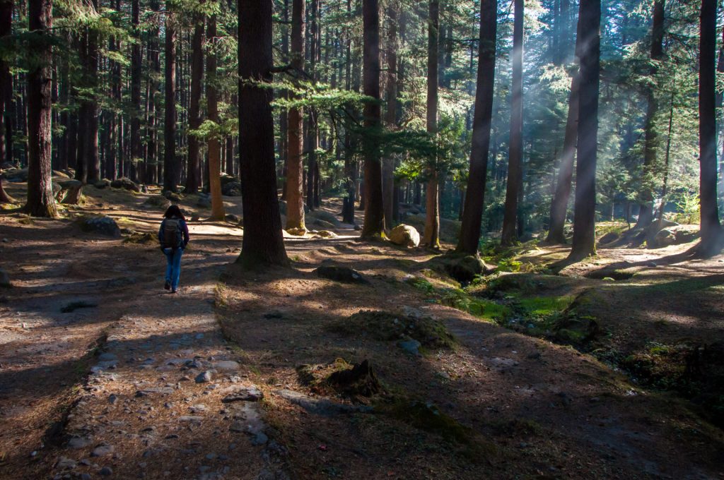 Randonneur solitaire sur un sentier traversant une forêt de cèdres traversée de rayons de soleil
