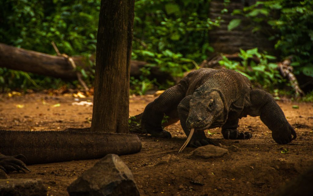 Dragon de Komodo langue sortie avançant sur un sol de terre battue en sous-bois