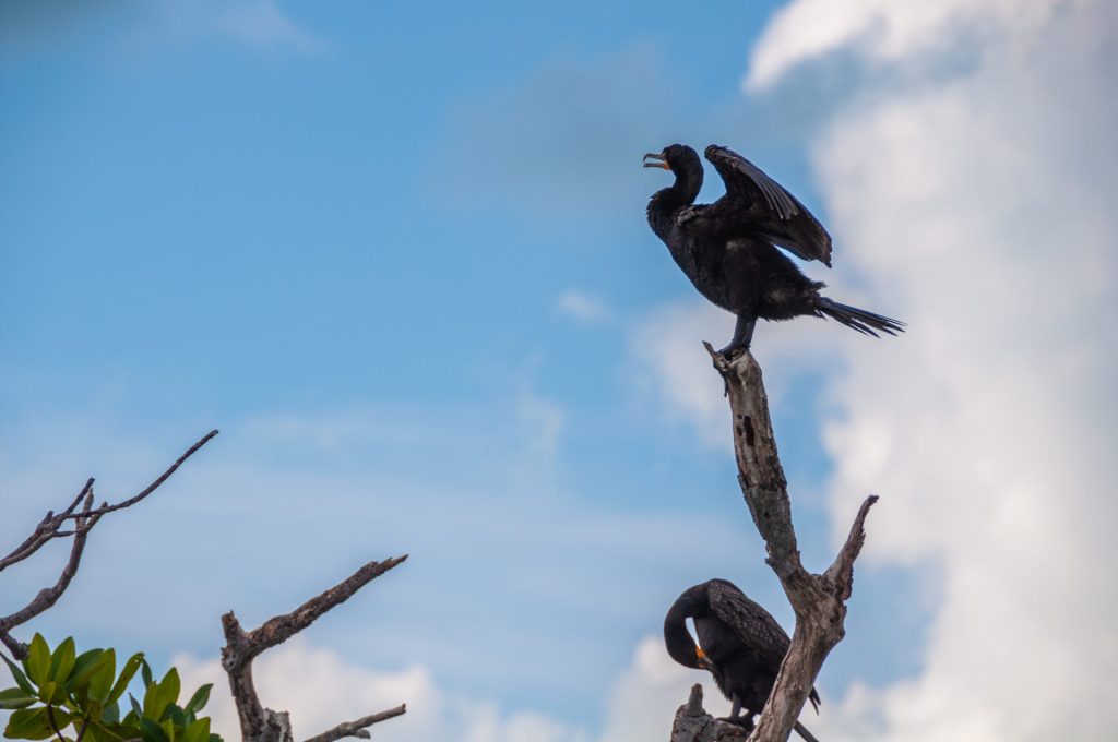 Cormoran ailes déployées perché sur une branche morte, second oiseau en contrebas