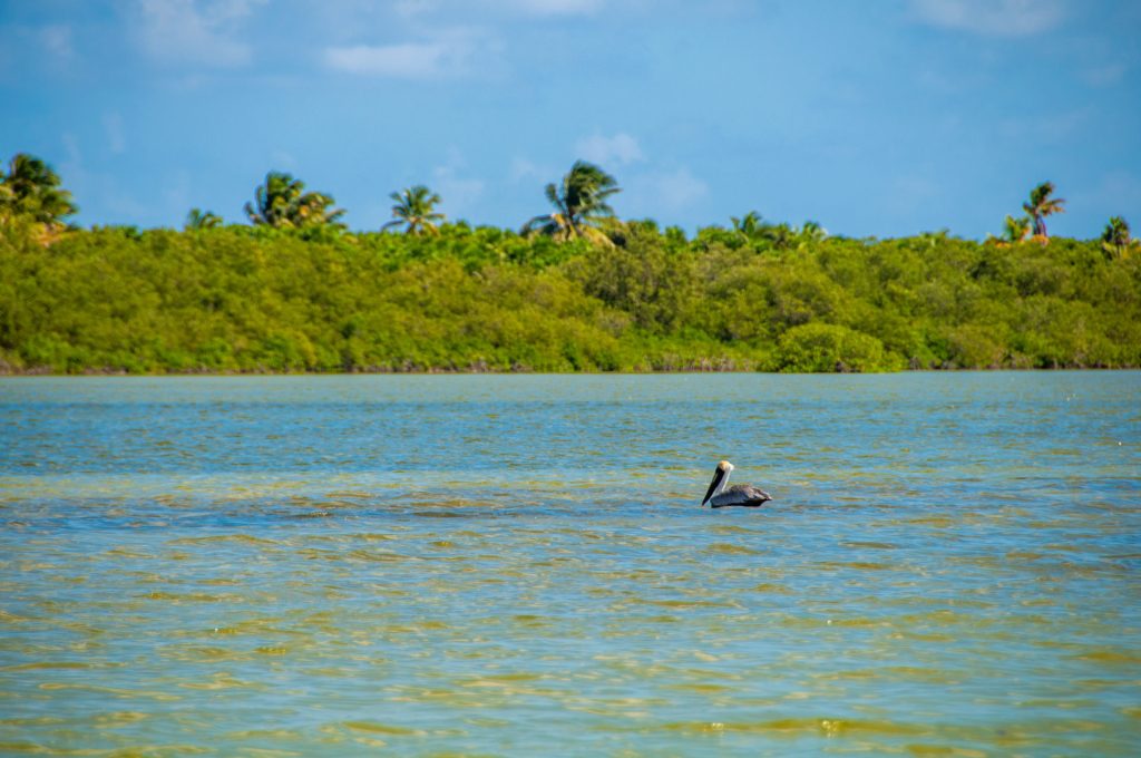 Pélican flottant seul sur une lagune bordée de mangrove et de cocotiers