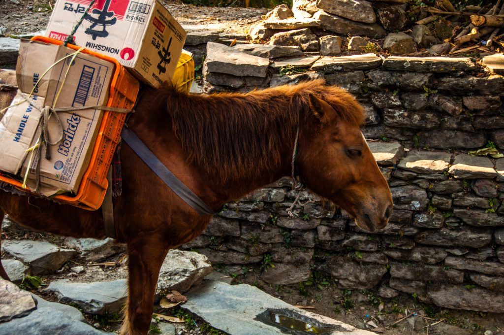 Poney de bât chargé de cartons progressant le long d'un mur de pierres sèches