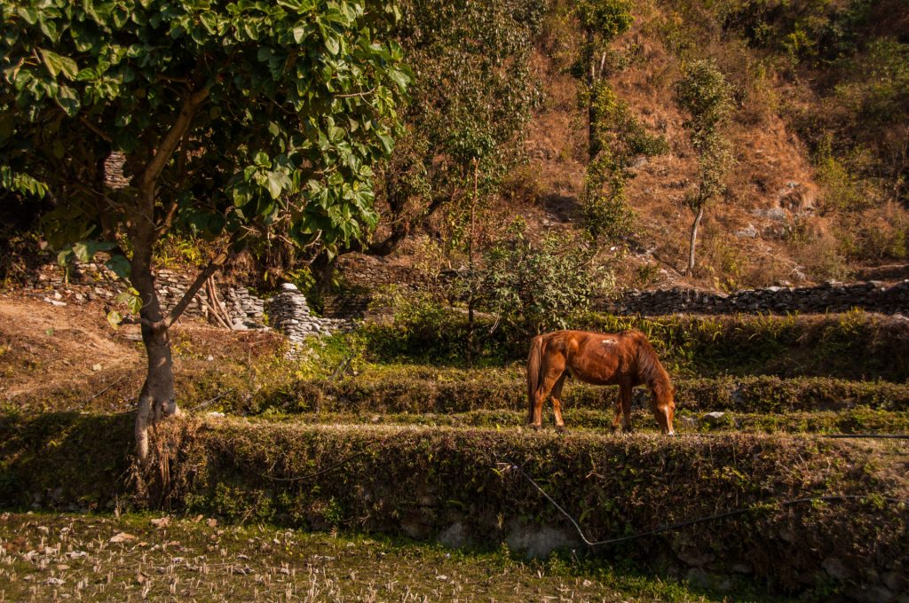 Cheval brun broutant sur d'étroites terrasses agricoles à flanc de colline
