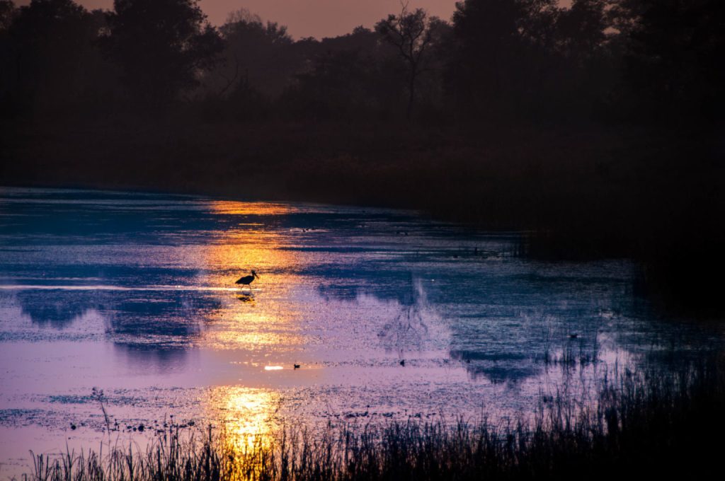 Échassier solitaire dans un marais, traînée dorée du soleil couchant sur l'eau violette