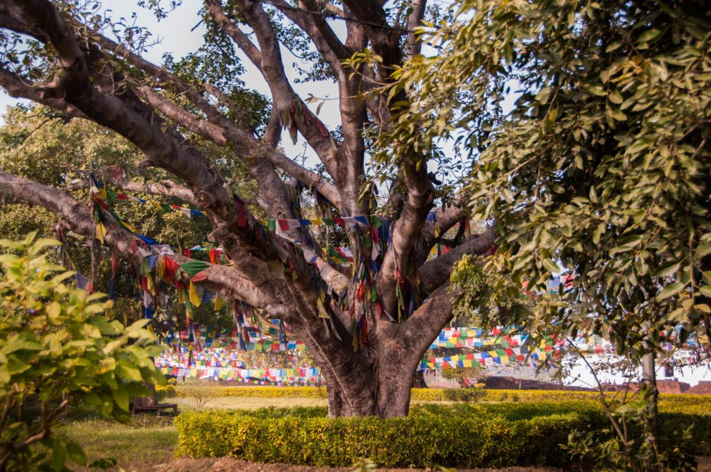 Grand arbre aux branches étalées couvert de drapeaux de prière multicolores