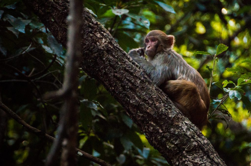 Macaque assis sur une branche inclinée, regard tourné vers l'objectif dans la pénombre