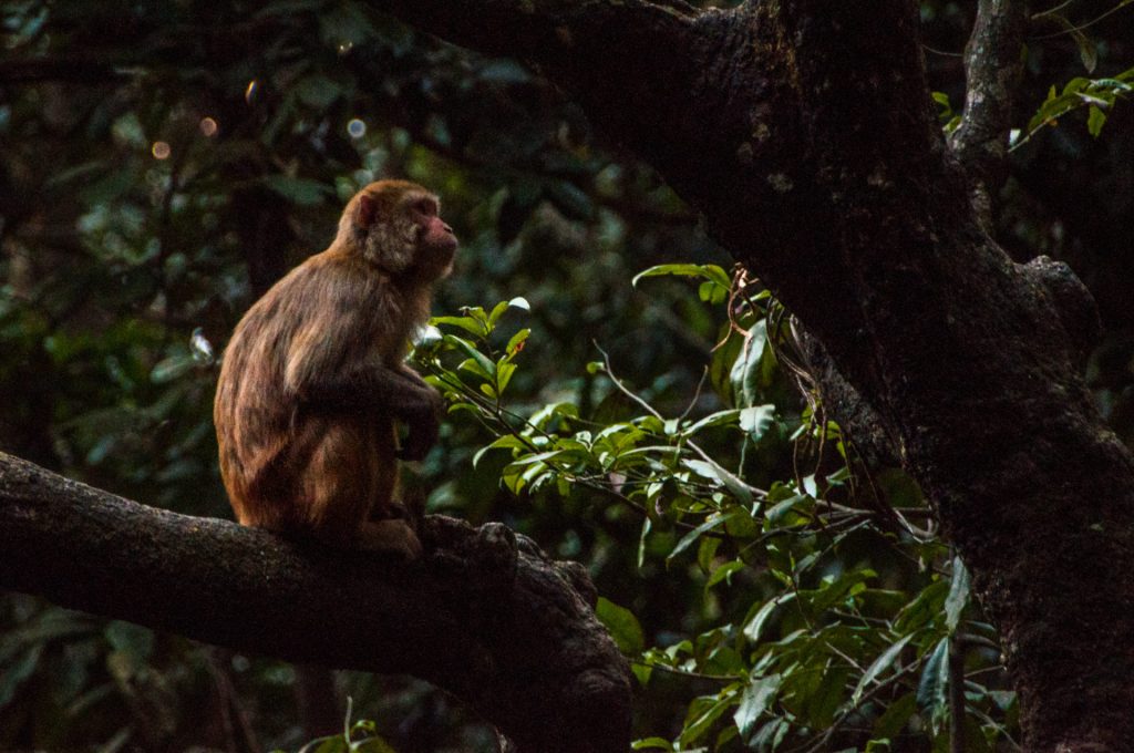 Macaque assis de profil sur une grosse branche, museau levé vers la lumière