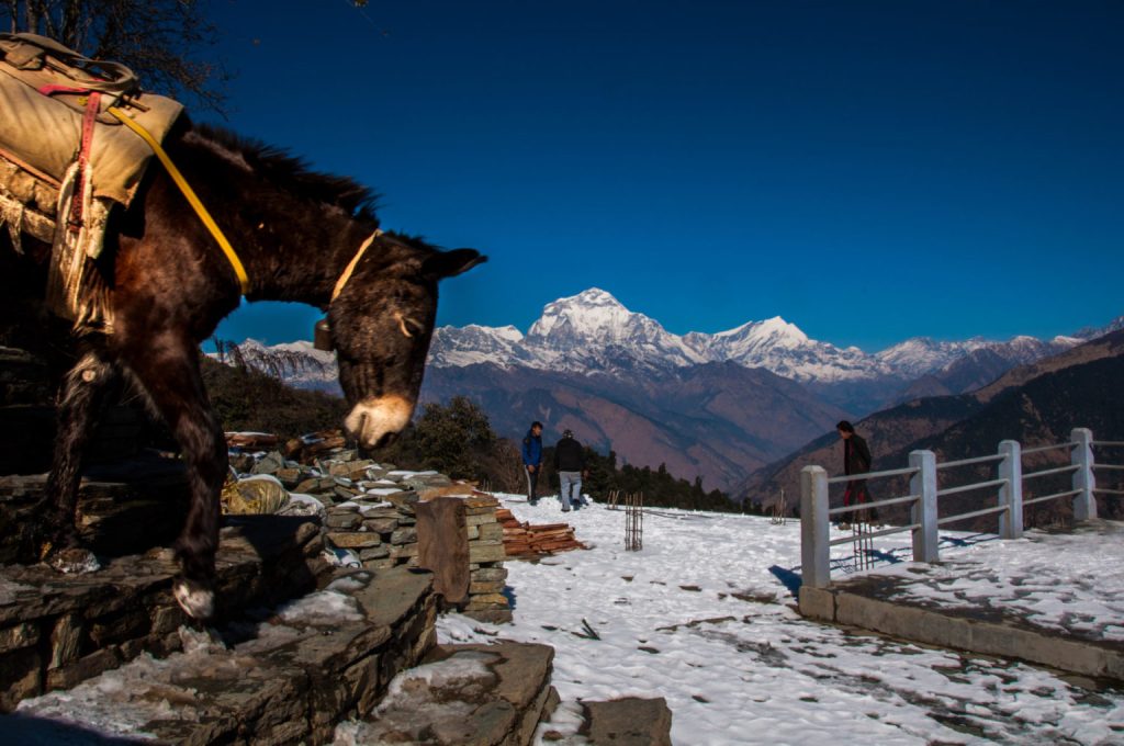 Mulet de bât broutant sur une terrasse enneigée, massif du Dhaulagiri en arrière-plan