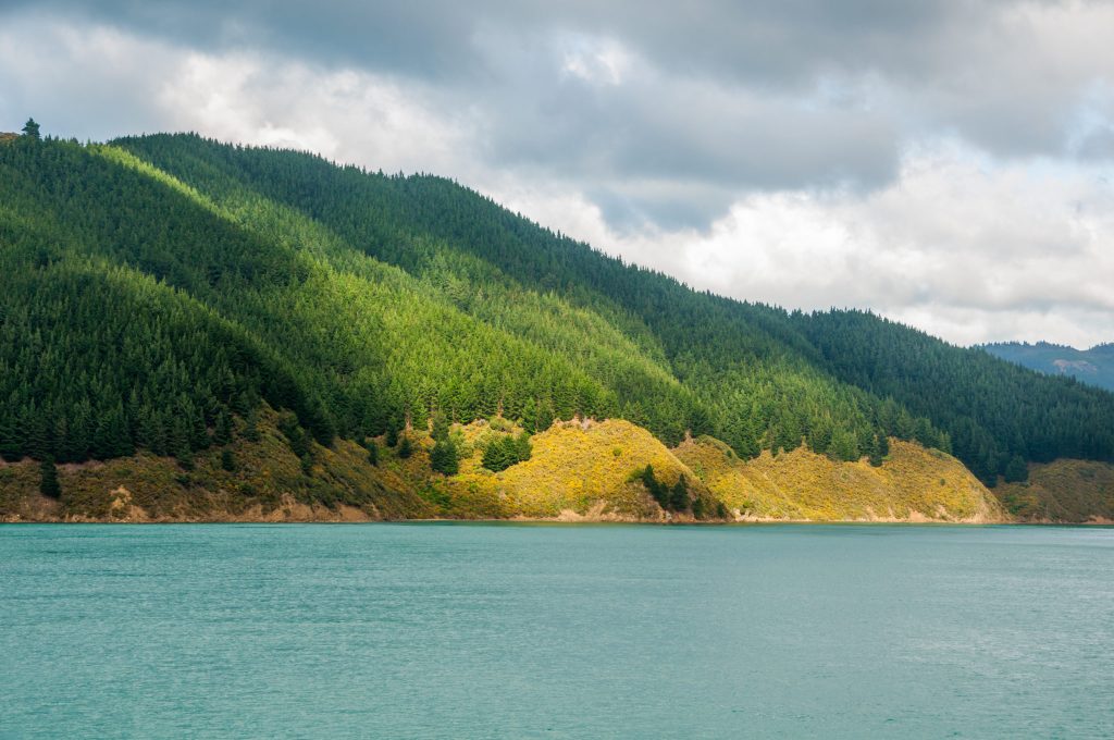 Versants couverts de conifères plongeant dans les eaux turquoise d'un bras de mer