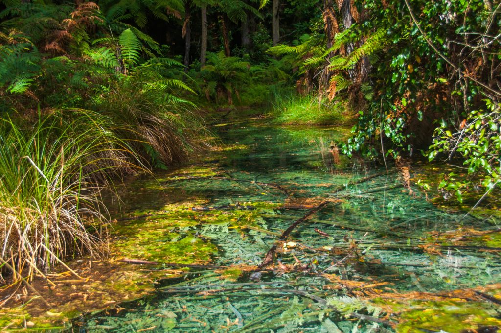 Ruisseau d'eau claire serpentant dans une forêt de fougères arborescentes