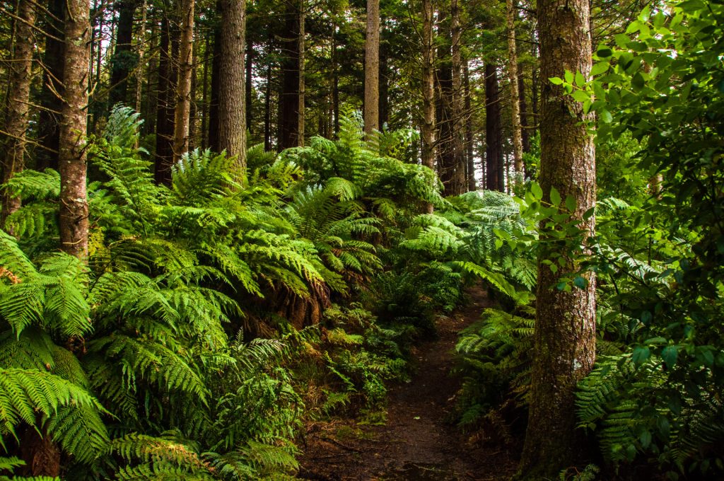 Sentier étroit traversant une forêt dense de fougères arborescentes et de grands conifères