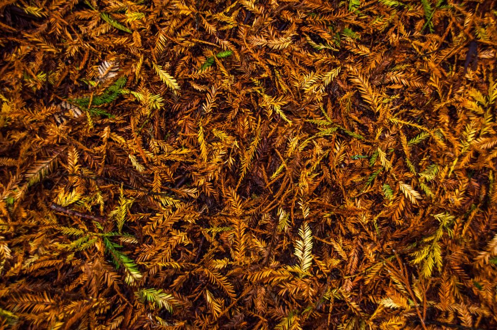 Sol forestier couvert d'aiguilles de conifère orangées et de jeunes pousses vertes