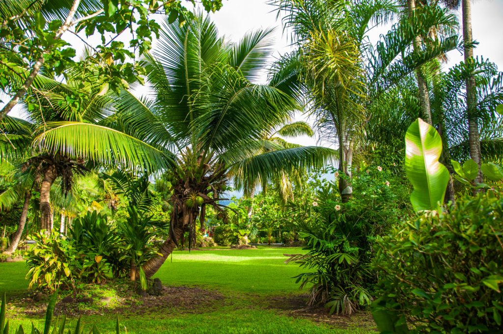 Jardin tropical planté de cocotiers et de bananiers, pelouse rase au premier plan